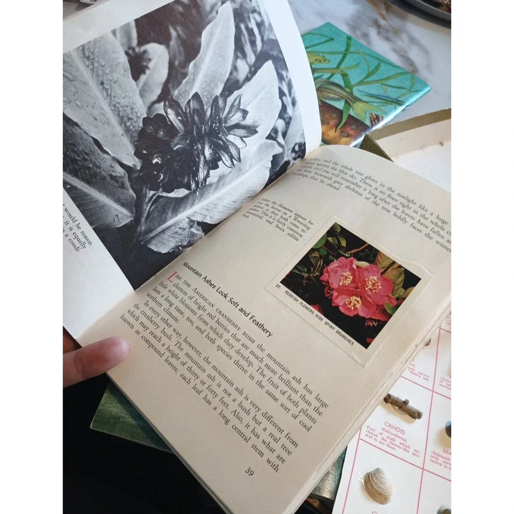 Vintage Nature Programa‎ Prehistoric Life Flowering Trees and Shrubs Collectible - Picture 15 of 16